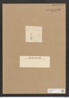 Diatomeae indet. Zeichnungen Sammlung Grunow Nr. 4507 (NHMW-BOT-W0372475)